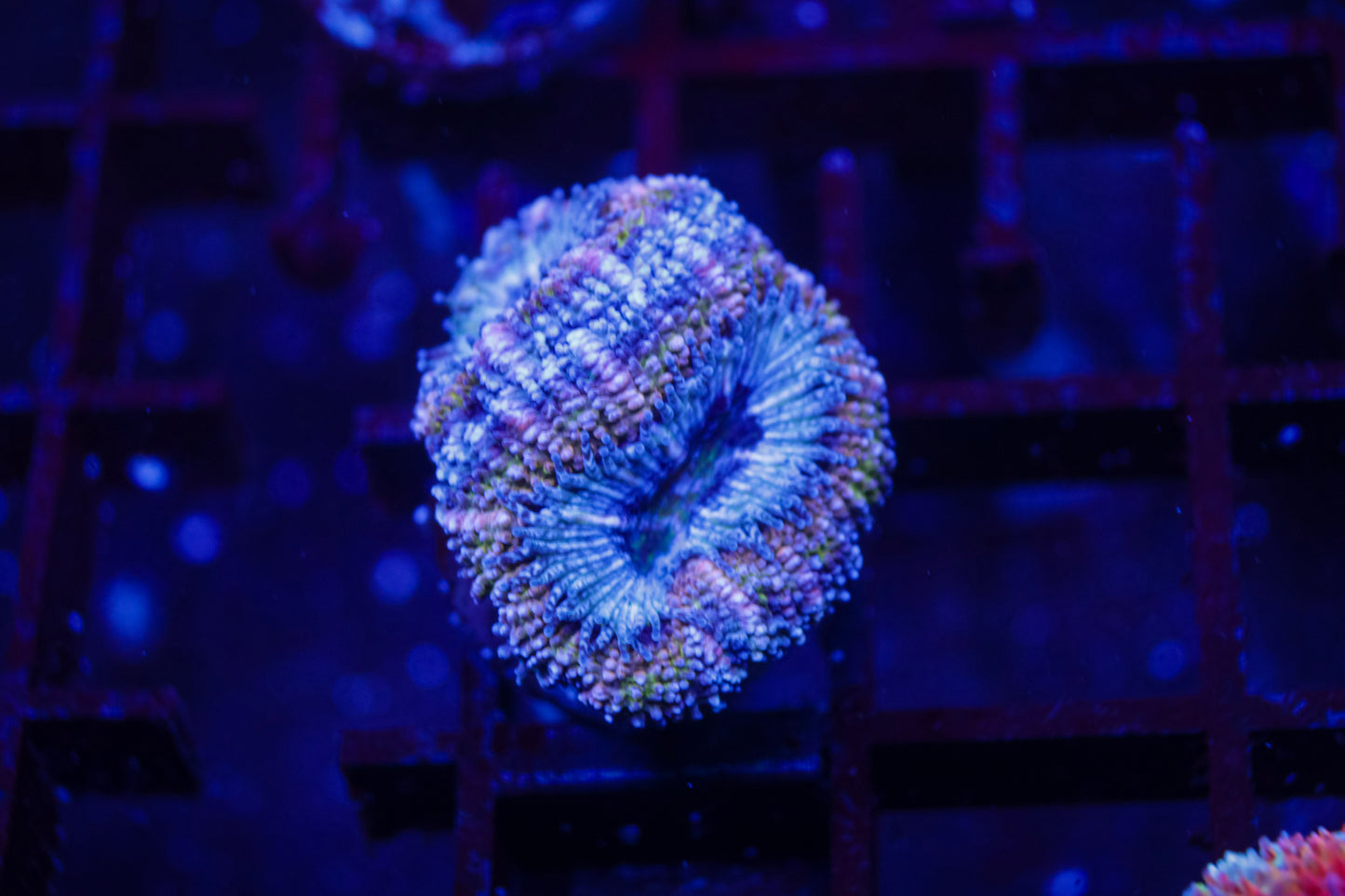 Aussie Acan
