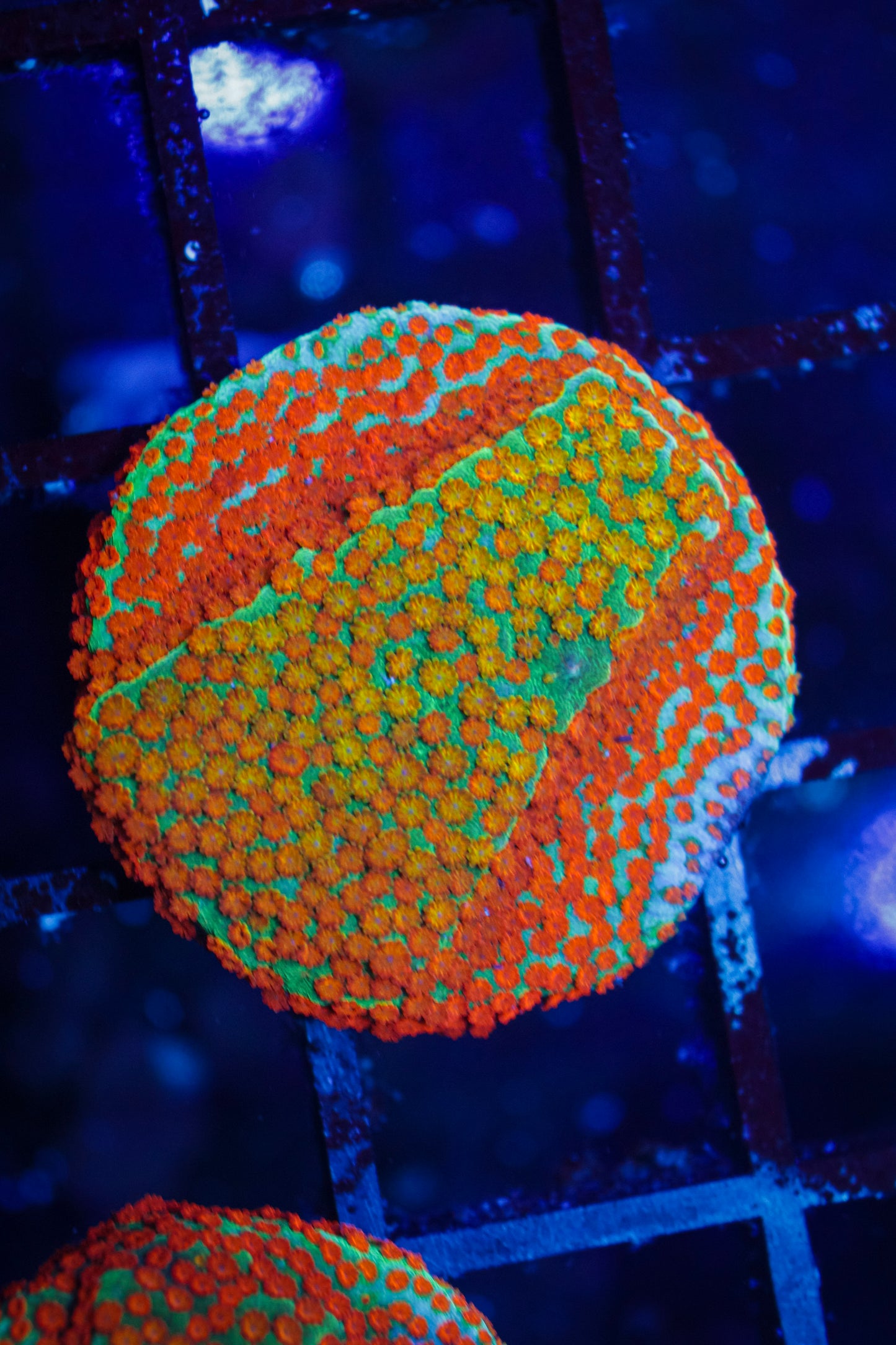 Skittles / Rainbow Monti