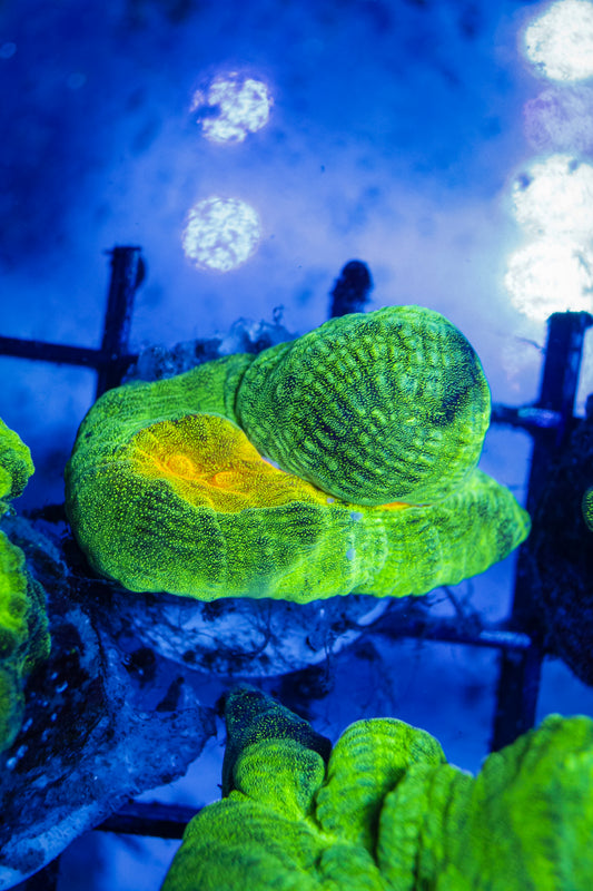 Space Invader Pectenia