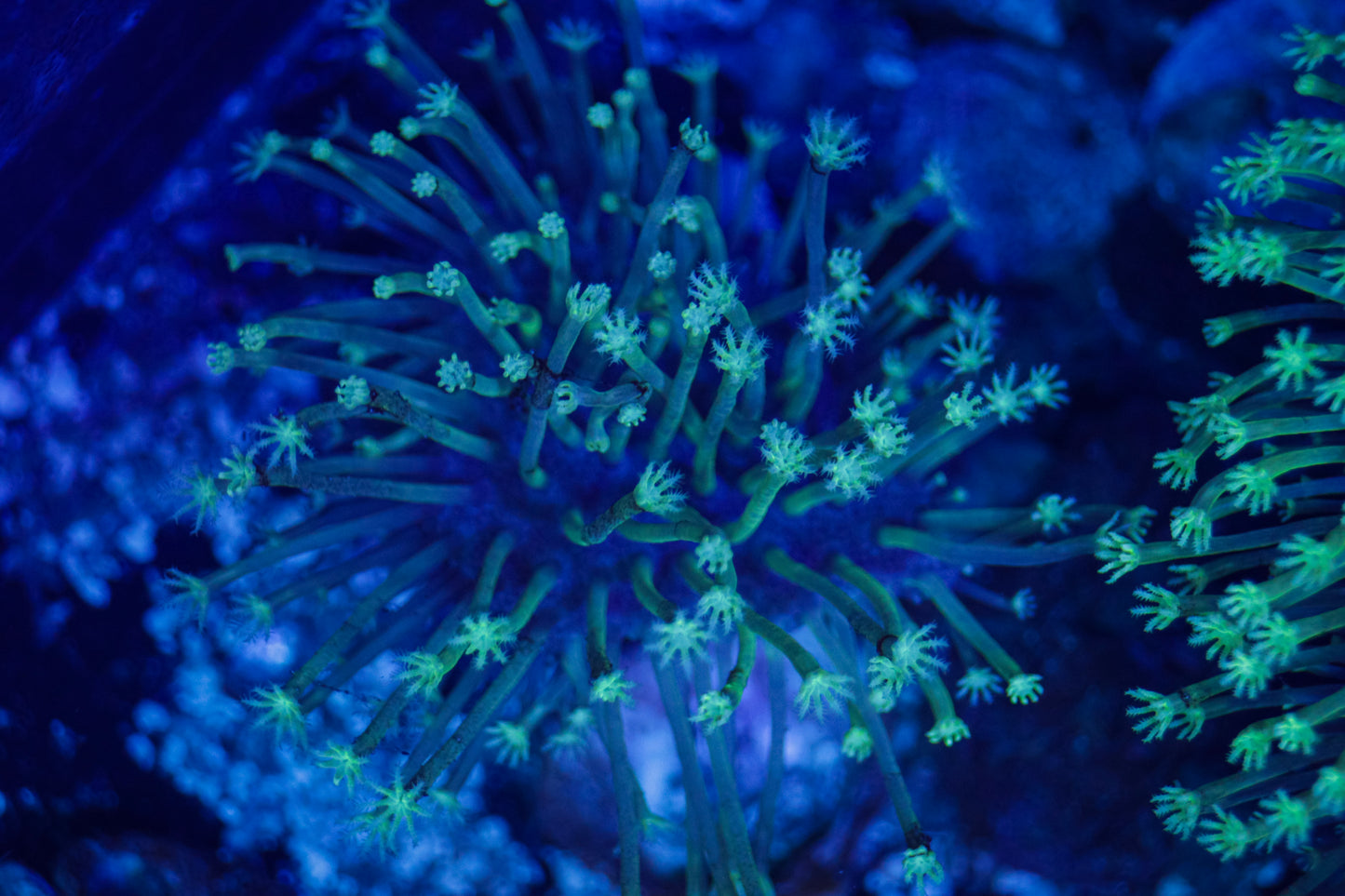 Cali Kids Weeping Willow Toadstool