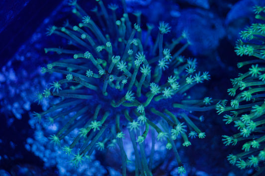 Cali Kids Weeping Willow Toadstool