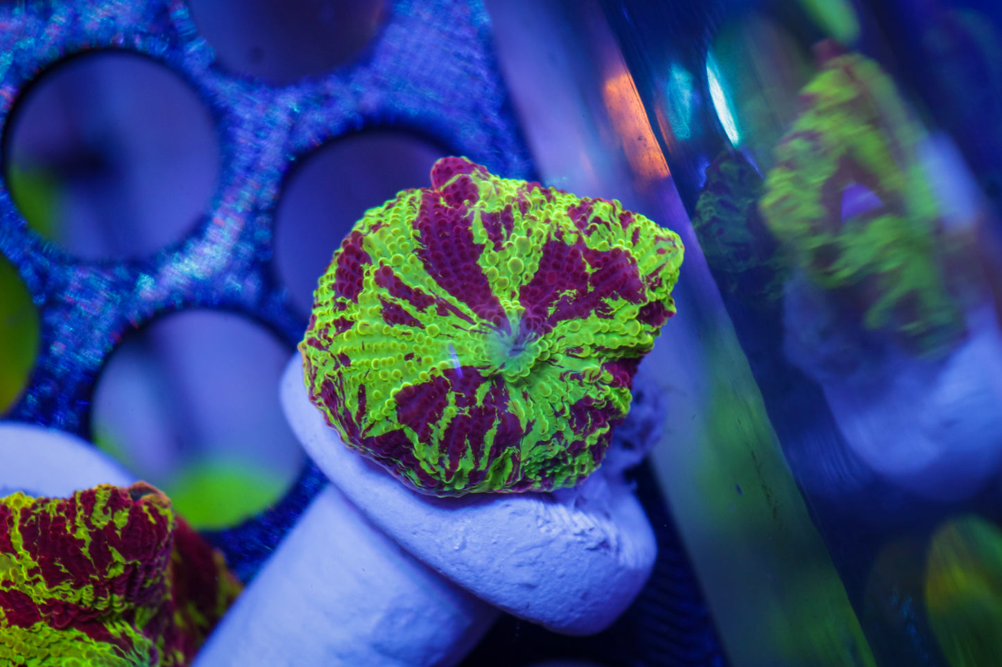 Electus Jawbreaker Mushroom