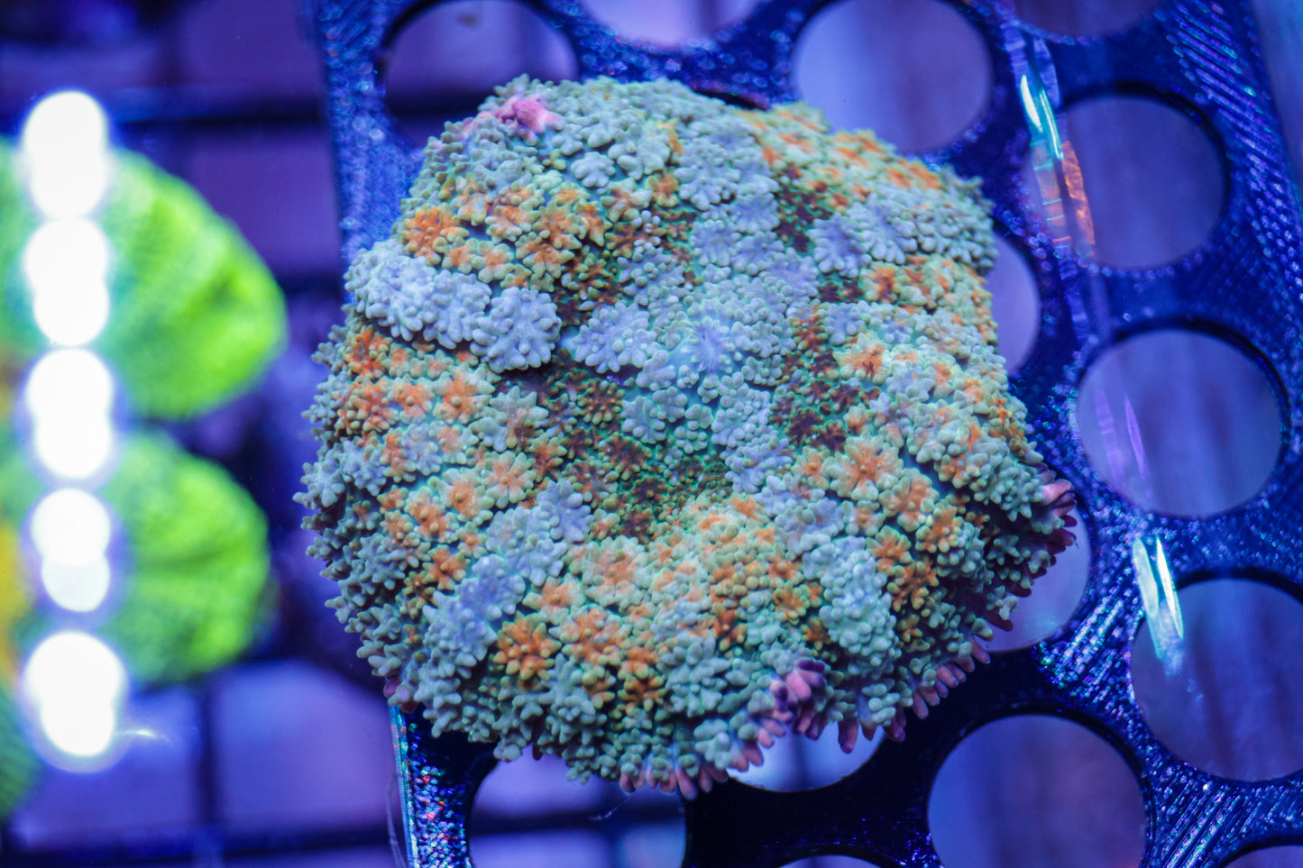 GS Rainbow Pincushion Frank