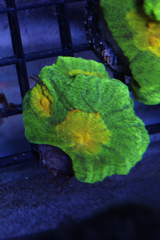 Space Invader Pectinia