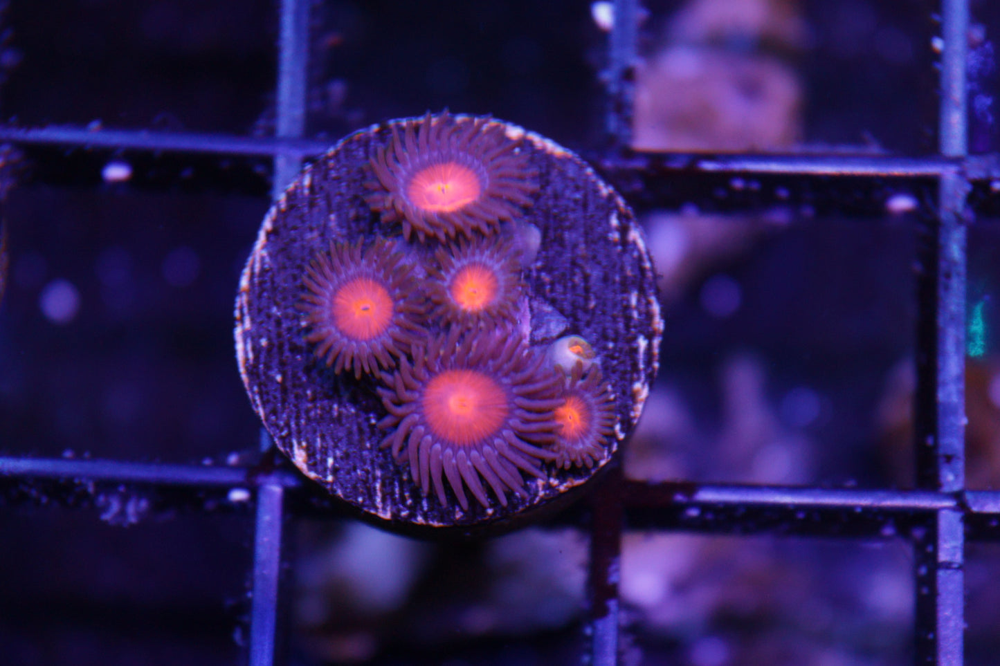 Zoas