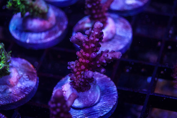 WWC Red Shortcake Acro