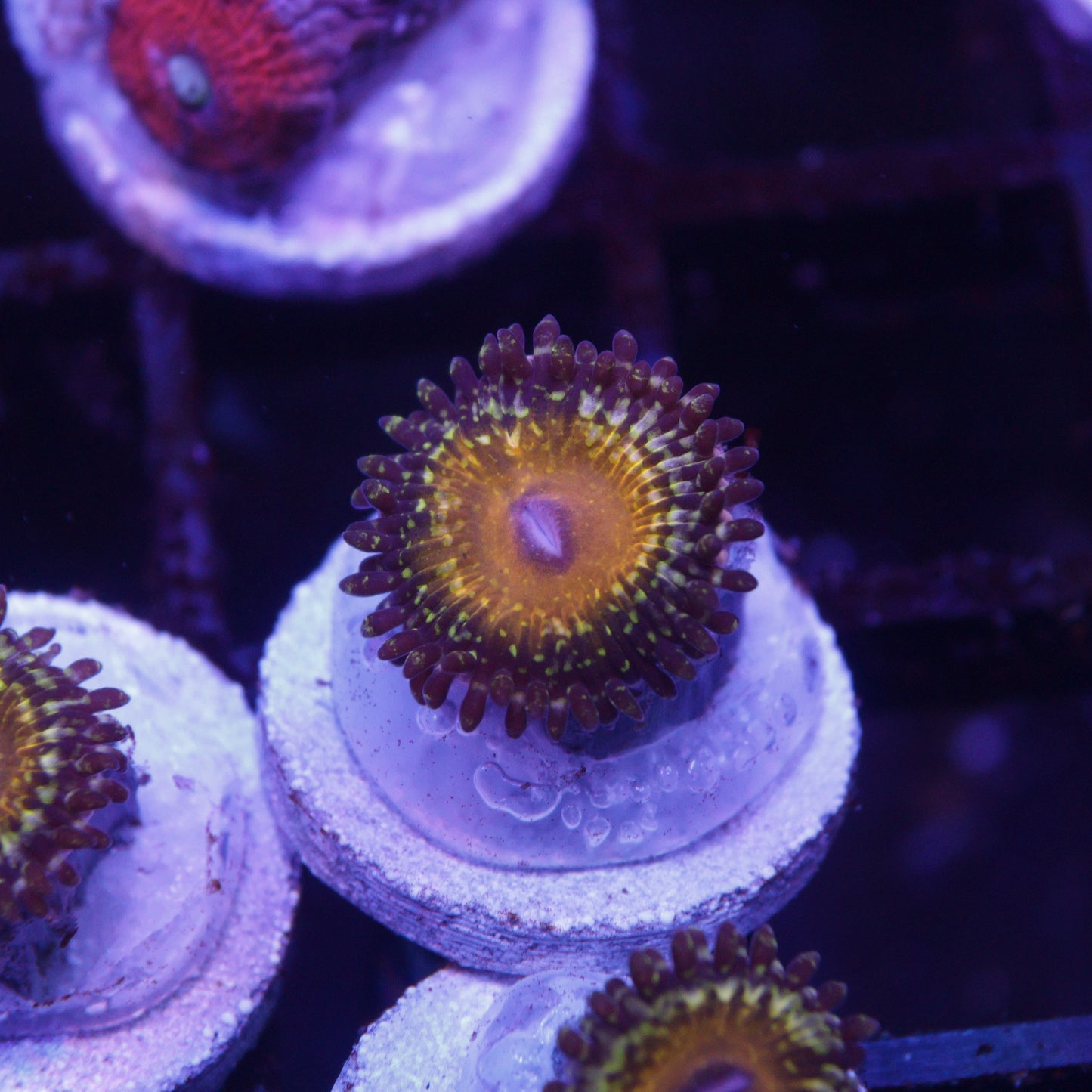Godbeast Zoa
