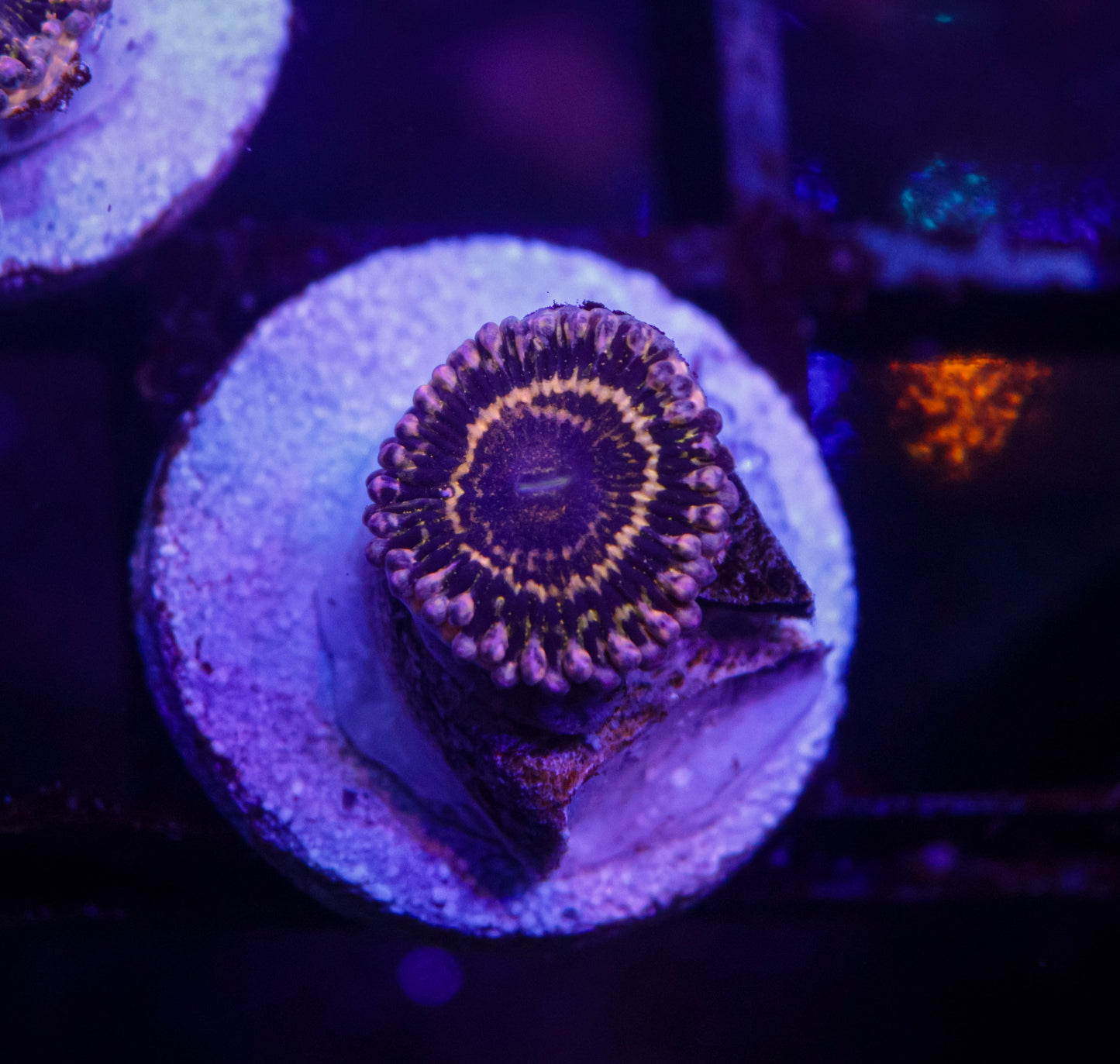 Stratosphere Zoa
