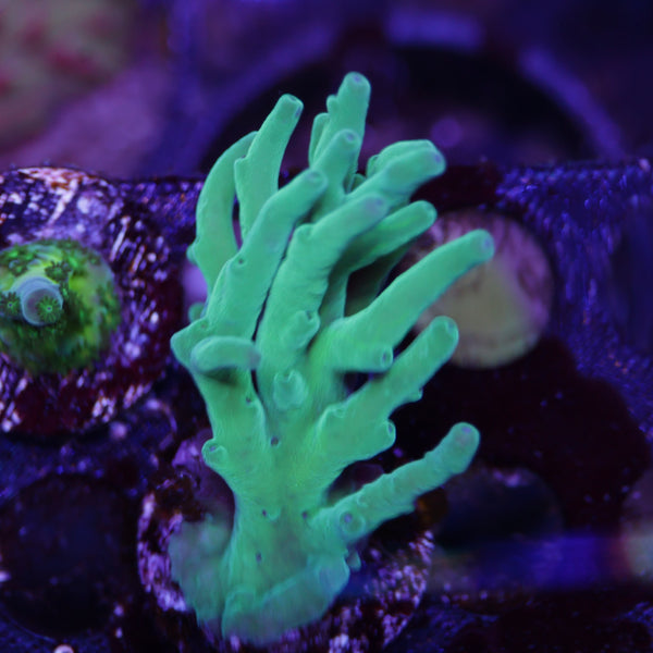 ORA Hawkins Echinata Acro