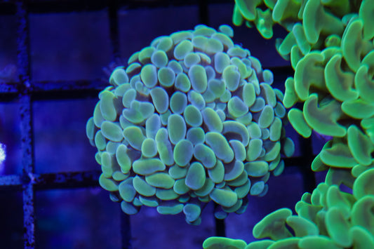 GS Mellow Yellow Bicolor Hammer