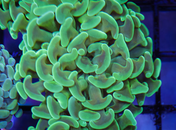 GSC Tiffany & Co Hammer