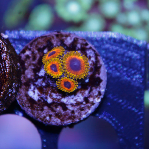 Great Owl Zoas