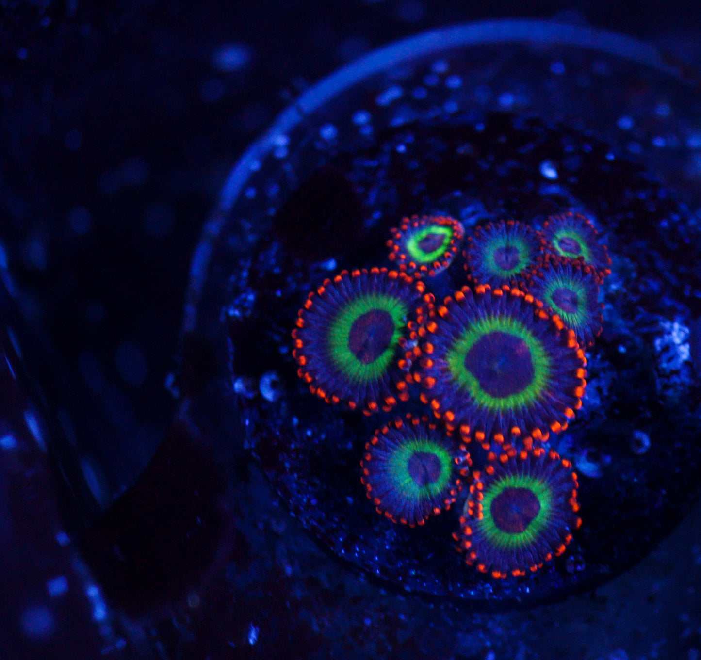 Goblins on Fire Zoas