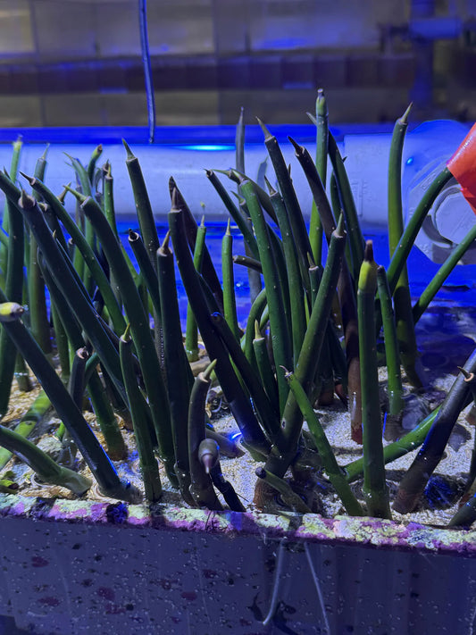 Mangrove Plant; Red (no leaves or roots); Atl. - Rhizophora sp.