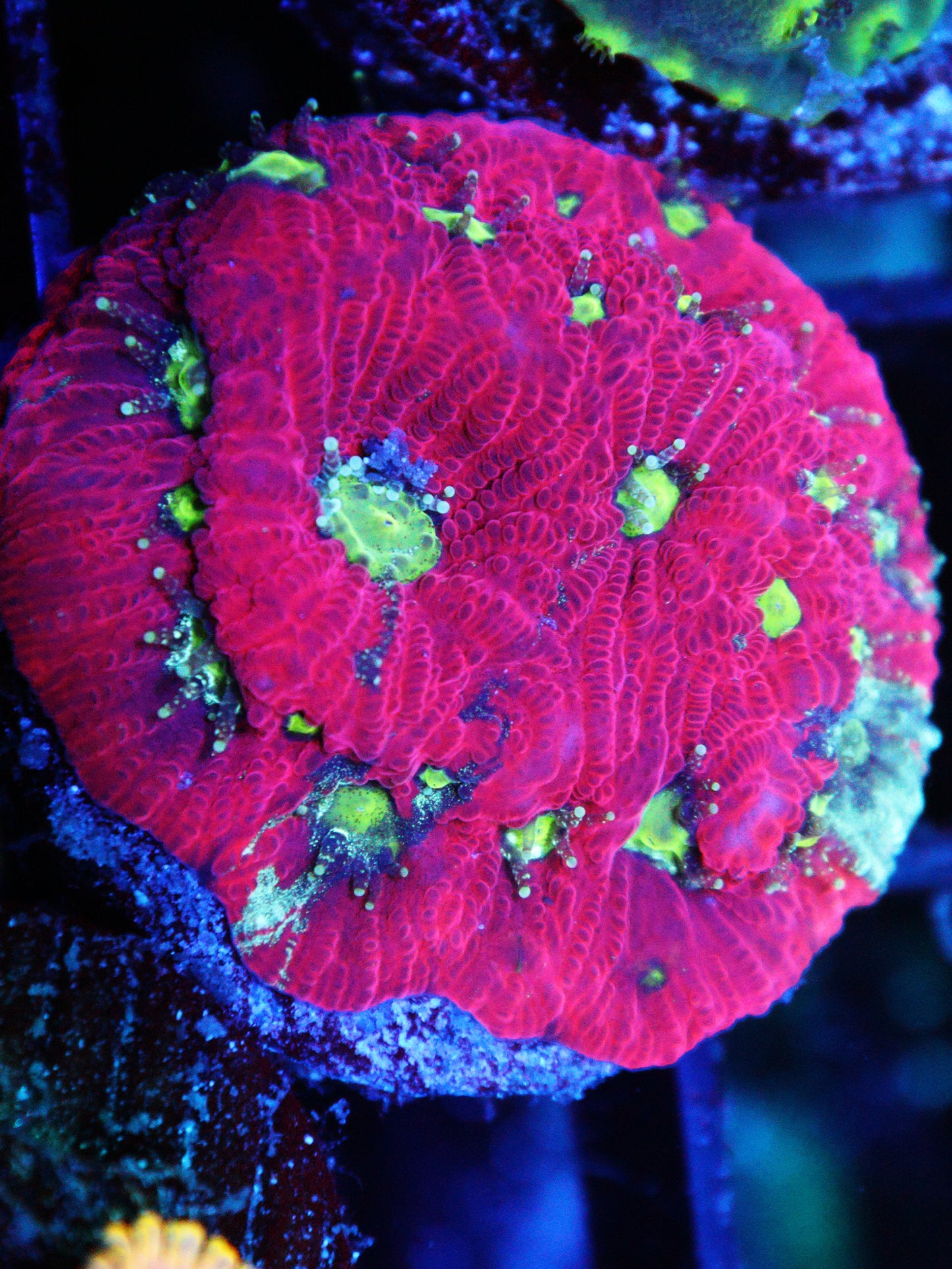 Favia Coral