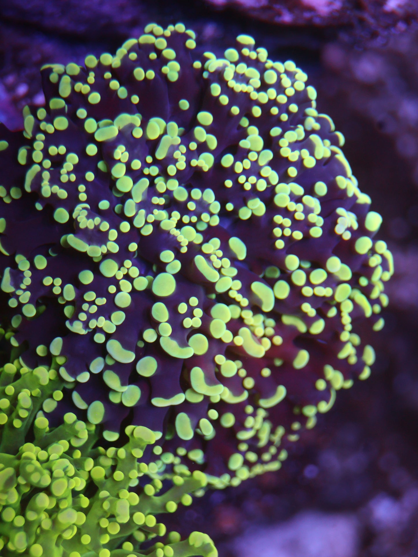 Purple w/ Yellow Tip Octospawn
