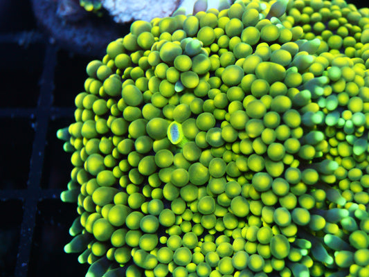 Lemon Lime Ricordea Mushroom