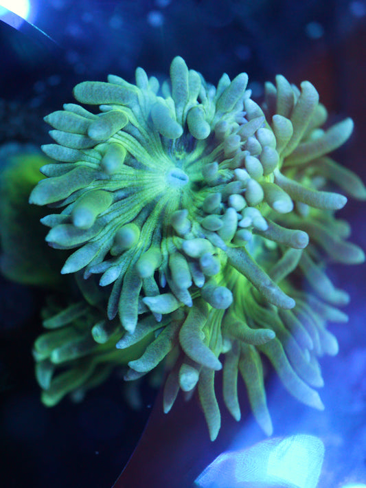 Down Under Duncans (3 Polyps)