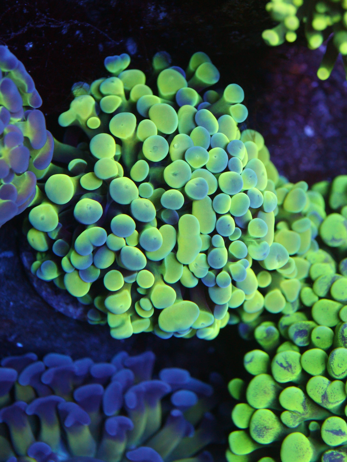 Hologram Cristata