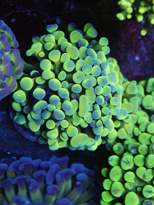 Hologram Cristata