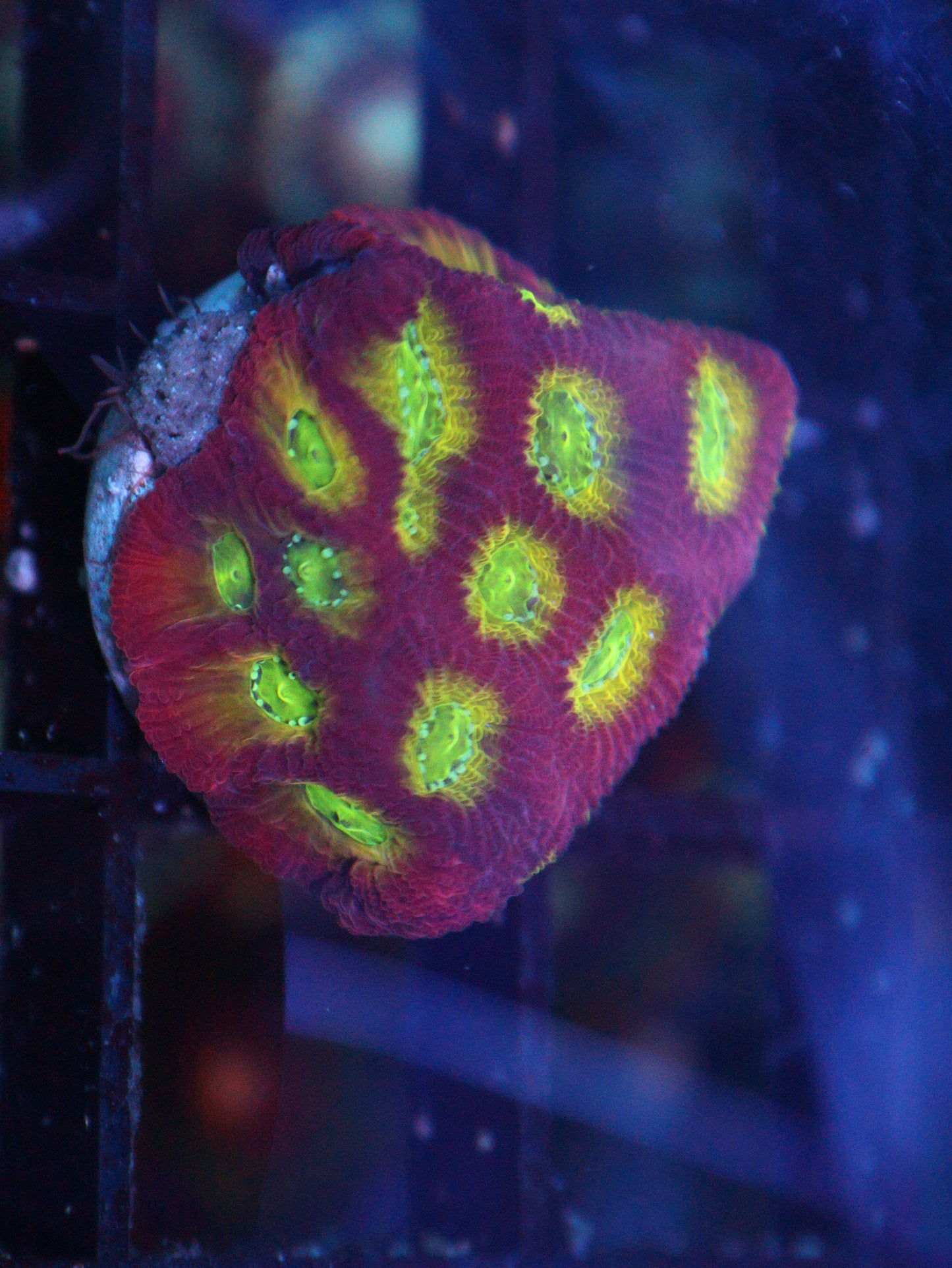 WWC Lemon Lime Favia