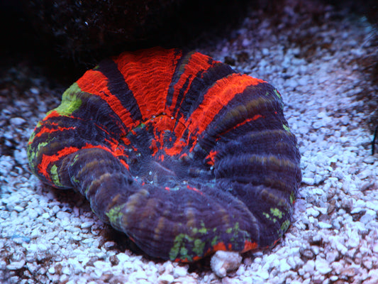 Warpaint Scolymia