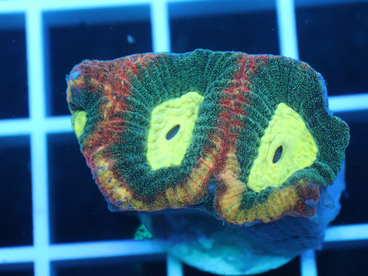 Reverse Prism Favia