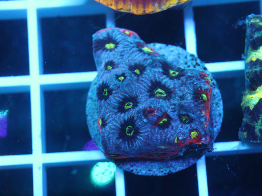 War Coral Favites