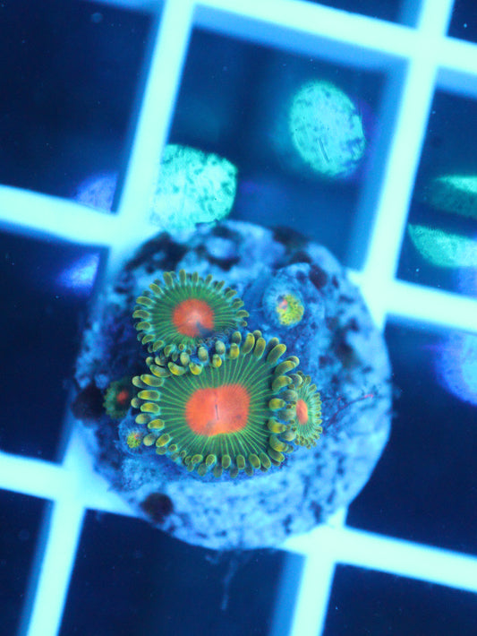 Awesome Blossom Zoanthid