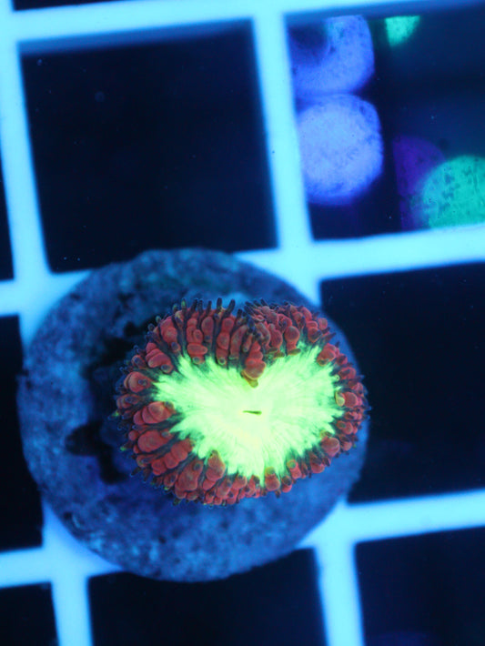 Red & Green Blastomussa #2