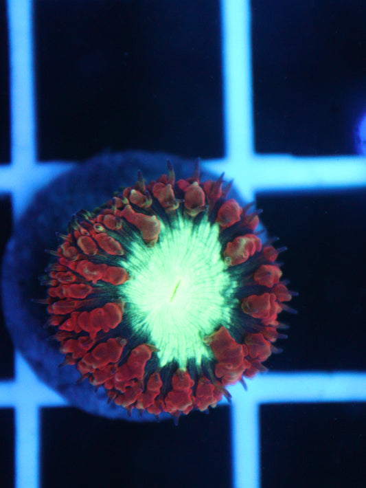 Red & Green Blastomussa