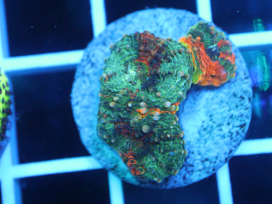 Rainbow Acan Echinata