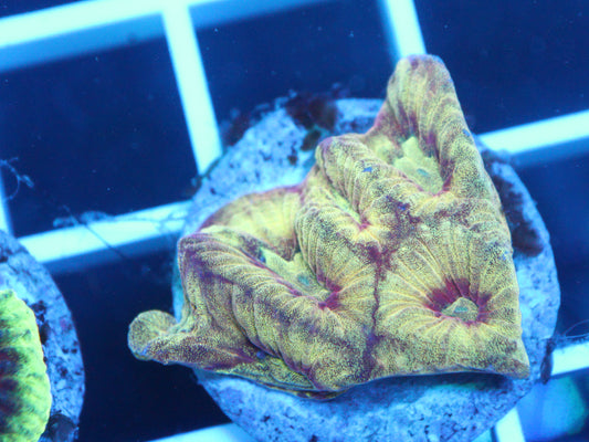 Gold Dust Favia