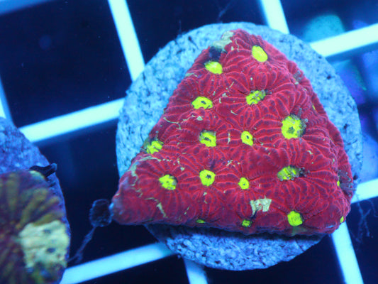 Red Favites