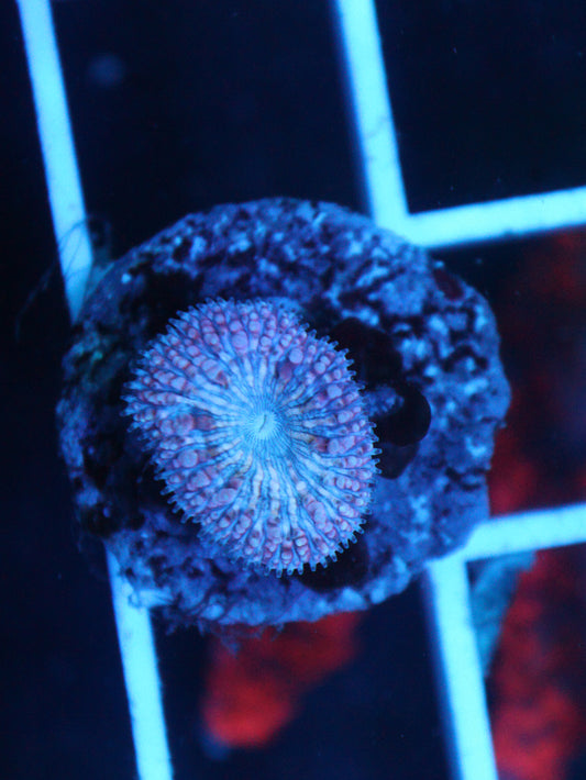 Cotton Candy Blastomussa