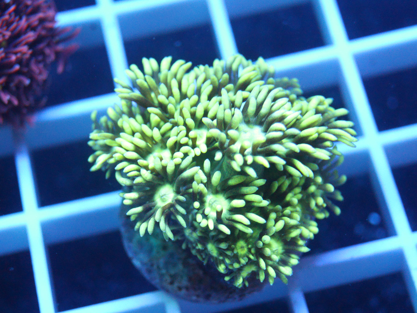 GS Fiona Gonipora