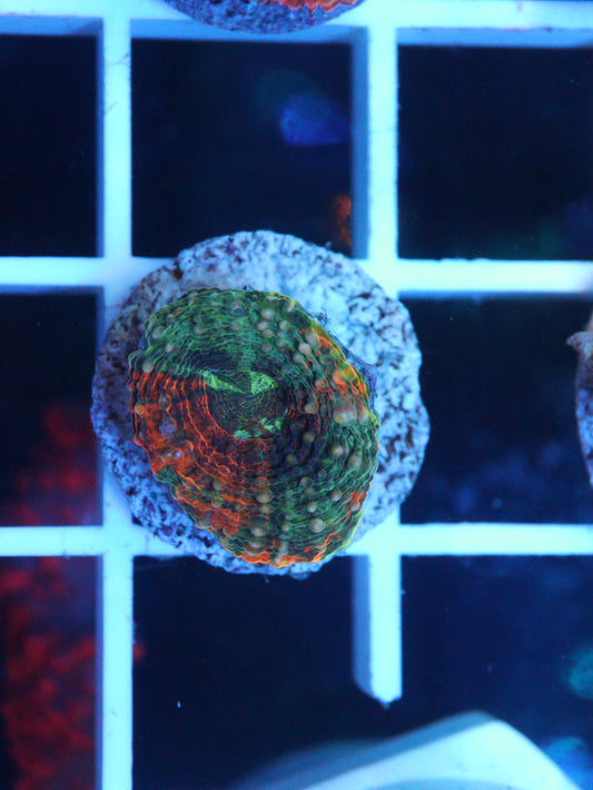 Rainbow Echinata