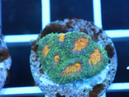 Intergalactic Favia