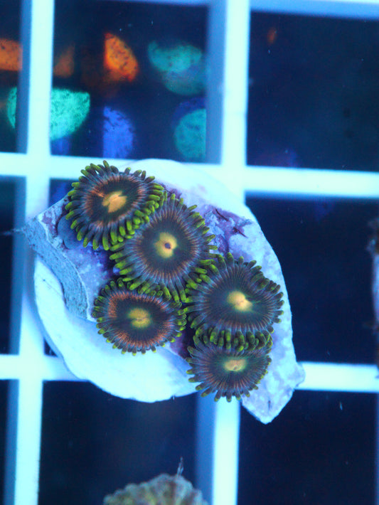 Zoanthids