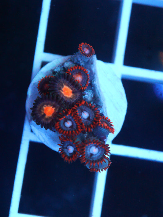 Misc. Zoanthids