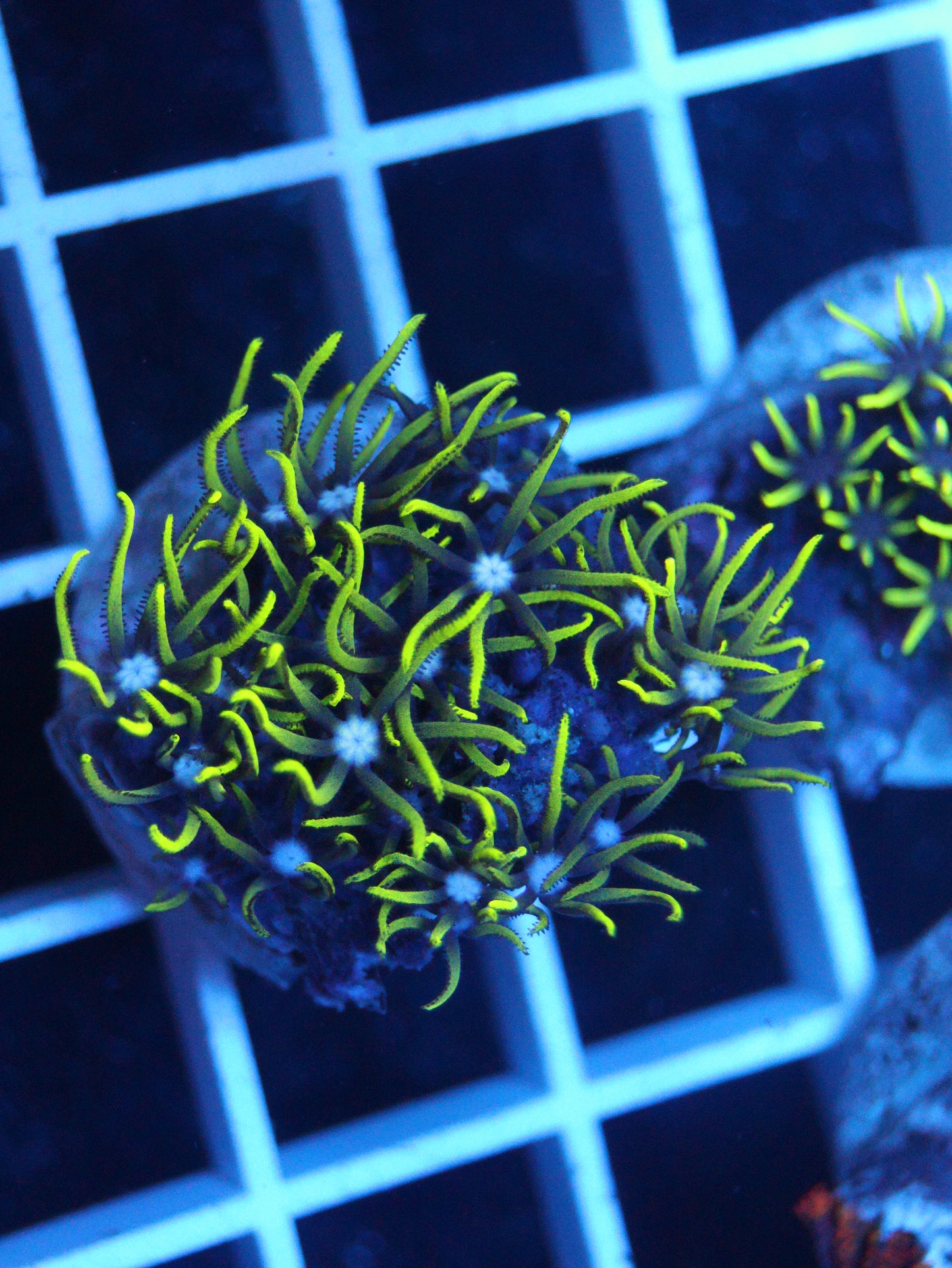 Green Star Polyps