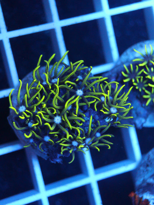 Green Star Polyps