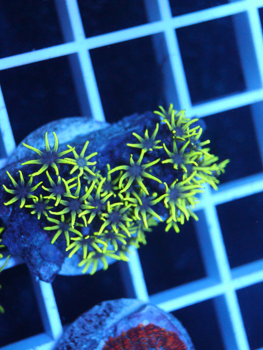 Green Star Polyps #2