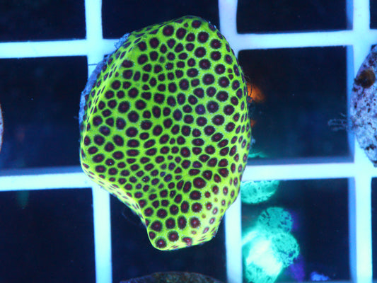 Grinch Porites