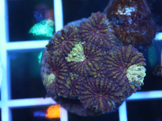 Moon Coral
