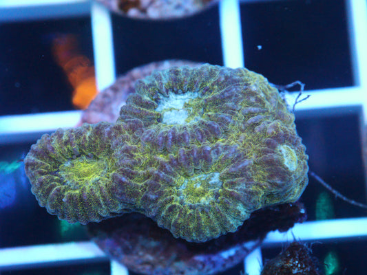 Fairy Dust Moon Coral