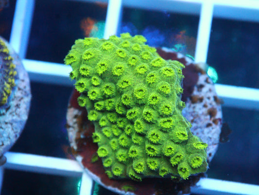 Green Cyphastrea