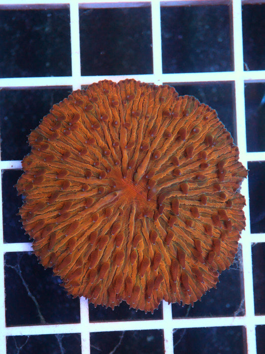 Orange Fungia Plate