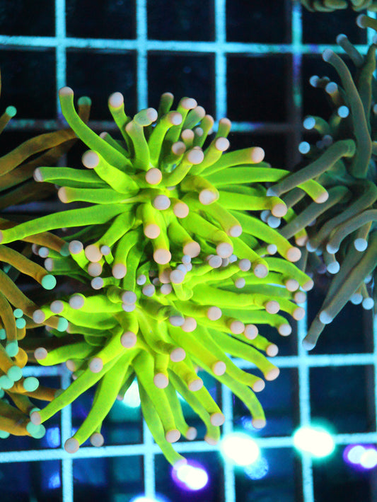 Malaysian Cotton Candy Torch coral frag – Euphyllia torch coral | Gem State Corals