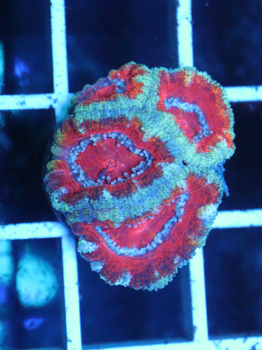 Micro Lord 4 Polyps